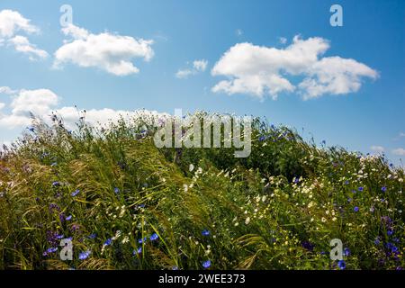 Une colline envahie par de nombreuses fleurs sauvages et herbes sauvages fleuries contre un ciel bleu, un paysage naturel pittoresque Banque D'Images