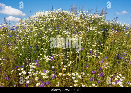 Une colline envahie par de nombreuses fleurs sauvages et herbes sauvages fleuries contre un ciel bleu, un paysage naturel pittoresque Banque D'Images