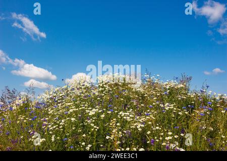 Une colline envahie par de nombreuses fleurs sauvages et herbes sauvages fleuries contre un ciel bleu, un paysage naturel pittoresque Banque D'Images