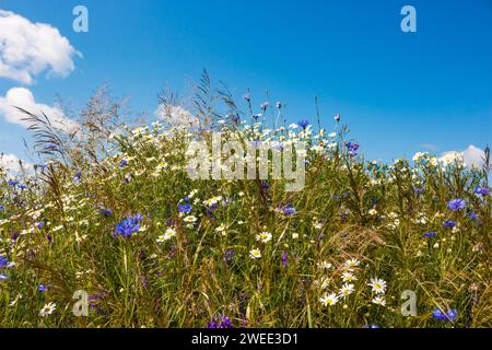 Une colline envahie par de nombreuses fleurs sauvages et herbes sauvages fleuries contre un ciel bleu, un paysage naturel pittoresque Banque D'Images