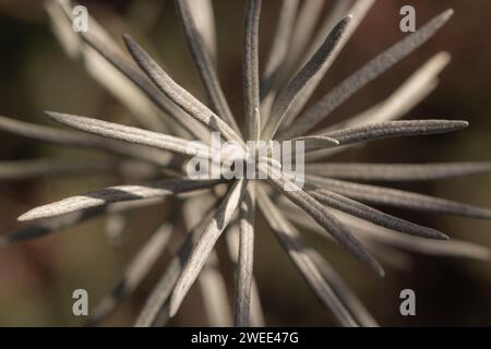 Macro usine. Feuilles hélichrysum. Photo très détaillée. Lames de macro Banque D'Images