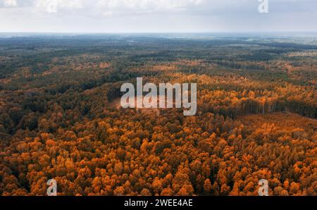 Vue aérienne de la forêt d'automne. Superficie abattue de la forêt. Déforestation. Banque D'Images