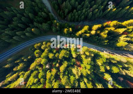 Vue aérienne de dessus de la route sinueuse à travers une forêt de pins dense dans les montagnes. Banque D'Images