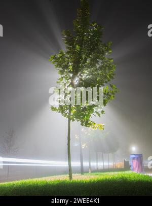 Arbre dans un parc public brumeux éclairé par derrière par un lampadaire. Banque D'Images