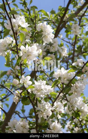 photo capturant la beauté des fleurs de pommier dans la nature. L'arbre est orné de fleurs délicates, mettant en valeur l'essence de la saison. Chaque pétale an Banque D'Images