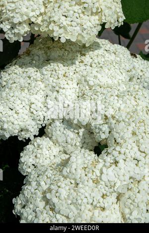 Fleurs blanches d'hortensia dans le jardin. Bud close up. Cultivez une fleur d'été. Fond de pétales de flore. Banque D'Images