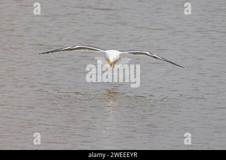 Lesser Black Backed Goéland atterrissant sur l'eau Larus fuscus Essex, UK BI036147 Banque D'Images