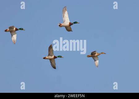 Mallard drakes chassant la femelle en vol Anas platyrhynchos Essex, UK BI036167 Banque D'Images