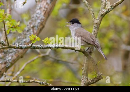 Blackcap mâle chantant dans les bois de printemps Sylvia atricapilla Essex, Royaume-Uni BI036170 Banque D'Images