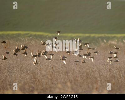 Étourneaux rétroéclairés dans le lit de roseaux Sturnus vulgaris Wallasea Island, Essex, UK BI039328 Banque D'Images
