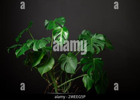 Feuilles de plante monstera sur fond noir Banque D'Images