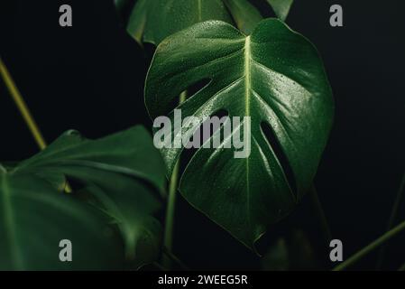 Feuilles de plante monstera sur fond noir Banque D'Images