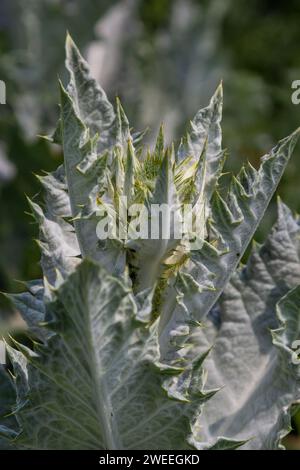 Onopordum acanthium est en début de floraison en juin. Onopordum acanthium, chardon cotonnier, écossais ou chardon écossais, est une plante à fleurs de la famille AST Banque D'Images