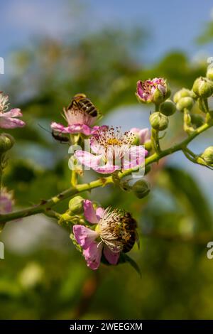 Fleurs et bourgeons de mûre rose doux au printemps - Rubus fruticosus. Banque D'Images