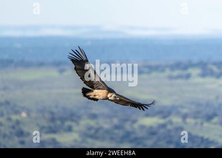 Gyps fulvus (griffon eurasien) Banque D'Images