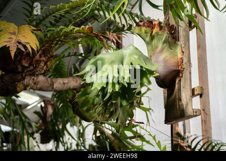 Beau platycérium, fougère en cornemuse, bois de cerf, feuilles en forme de corne de cerf sur le mur. Banque D'Images