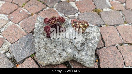 Sempervivum cheffe rouge et sempervivum hybridum Rubin. Roche de jardin. Plantes succulentes Banque D'Images