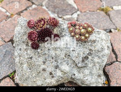 Sempervivum cheffe rouge et sempervivum hybridum Rubin. Roche de jardin. Plantes succulentes Banque D'Images