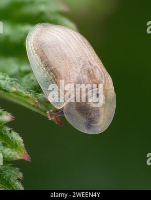 Cocle de tortue pâle (Cassida flaveola) sur la pointe de la feuille de la plante. Tipperary, Irlande Banque D'Images