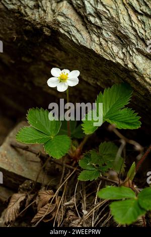macro shot de fleur blanche de fraise sauvage en fleurs sous une pierre Banque D'Images