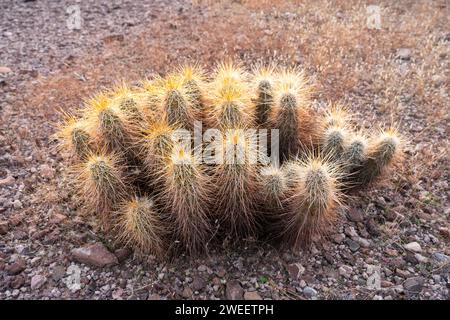 Engelmann's Hedgehog Cactus, Echinocereus engelmannii, dans le désert de Sonora près de Quartzsite, Arizona. Banque D'Images