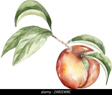 Illustration de fruits à l'aquarelle, pêche dessinée à la main et la branche de feuilles, éléments alimentaires écologiques. Fruits juteux Banque D'Images