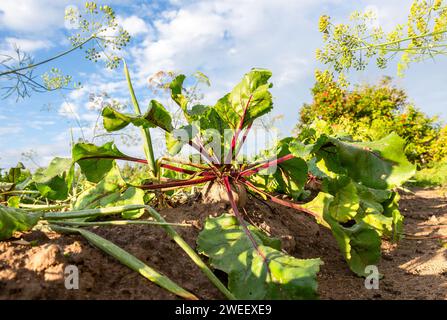 La betterave mûre pousse dans le sol au potager contre le ciel en été. Nutrition végétarienne Banque D'Images