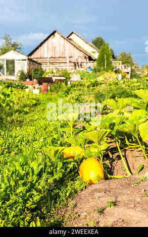 De grandes citrouilles oranges avec de grandes feuilles vertes poussent dans le jardin dans l'arrière-cour d'une maison de village Banque D'Images