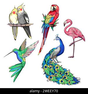 Oiseaux exotiques tropicaux, corella, colibri, colibri, flamant rose, peacock et ara, perroquet macaw Illustration de Vecteur