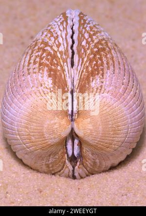 Coquille en forme de cœur symétrique dans le sable Banque D'Images