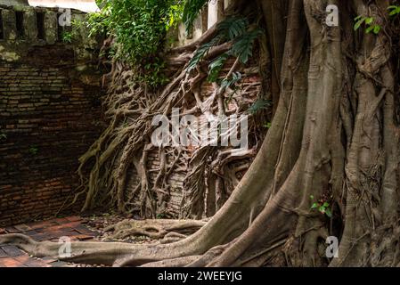 Banyan (arbre bodhi) racines enchevêtrement mur de briques dans Princess Mother Memorial Park, Bangkok, Thaïlande Banque D'Images