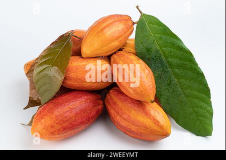 Nettoyer les plantes de cacao avec des feuilles en pile isolé au-dessus de la vue de dessus Banque D'Images