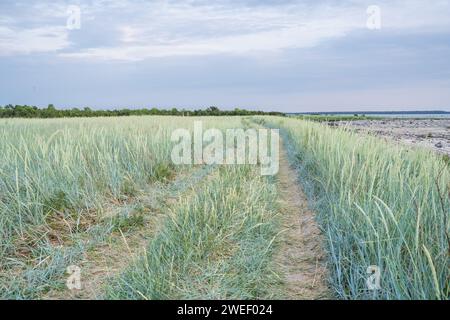 Sentier sablonneux le long d'une plage herbeuse. Leymus arenarius, raygrass de sable, herbe de mer lyme, ou tout simplement herbe de lyme. Banque D'Images