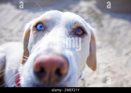 chien avec deux yeux de couleur différente Banque D'Images