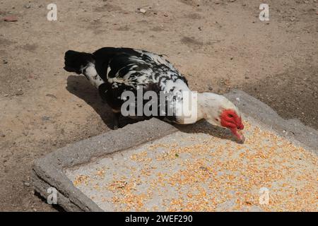 Canard musqué dans un parc à Buenos Aires, Argentine. journée ensoleillée, filmée sans personne. Banque D'Images