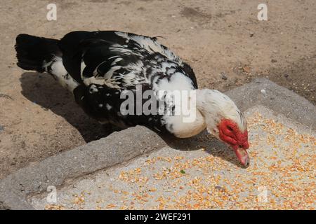 Canard musqué dans un parc à Buenos Aires, Argentine. journée ensoleillée, filmée sans personne. Banque D'Images