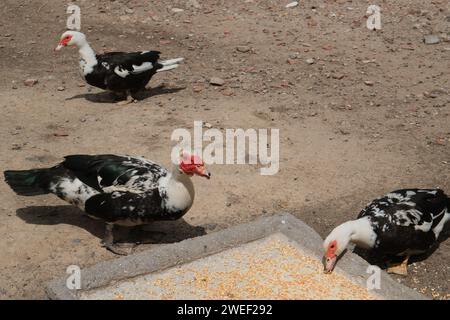 Canard musqué dans un parc à Buenos Aires, Argentine. journée ensoleillée, filmée sans personne. Banque D'Images