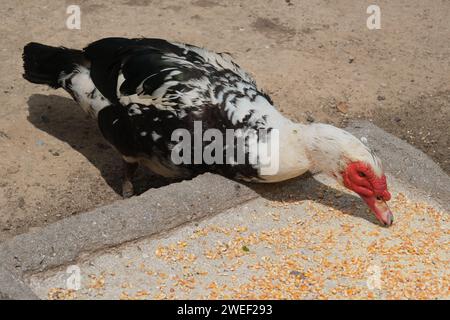 Canard musqué dans un parc à Buenos Aires, Argentine. journée ensoleillée, filmée sans personne. Banque D'Images
