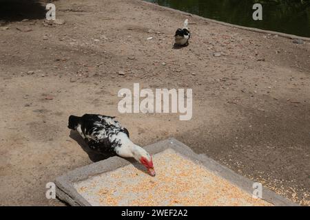 Canard musqué dans un parc à Buenos Aires, Argentine. journée ensoleillée, filmée sans personne. Banque D'Images