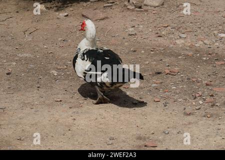 Canard musqué dans un parc à Buenos Aires, Argentine. journée ensoleillée, filmée sans personne. Banque D'Images