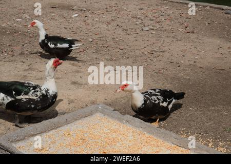 Canard musqué dans un parc à Buenos Aires, Argentine. journée ensoleillée, filmée sans personne. Banque D'Images