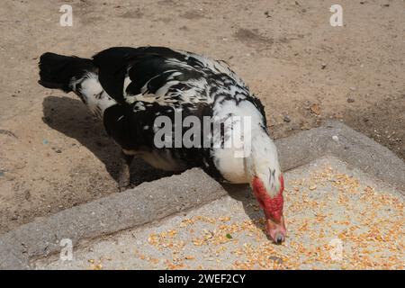 Canard musqué dans un parc à Buenos Aires, Argentine. journée ensoleillée, filmée sans personne Banque D'Images