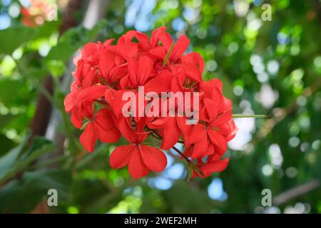 Fleur de géranium rouge poussant dans la rue, gros plan, sans gens, Buenos Aires, Argentine Banque D'Images