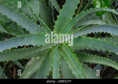 Un buisson d'aloès vert succulent dans une rue de Buenos Aires Banque D'Images