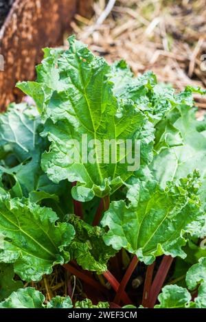 Rheum rhabarbarum poussant dans le jardin sur une belle journée ensoleillée, focalisation sélective sur les feuilles. Banque D'Images