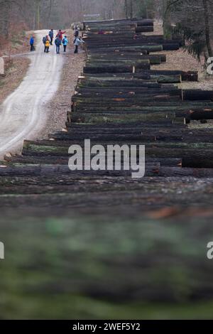 Dresde, Allemagne. 25 janvier 2024. Les troncs de chêne se trouvent les uns à côté des autres dans une zone boisée de la Dresdner Heide à l'occasion de la 25e vente aux enchères de scierie et de bois 2024. Les grumes de valeur provenant de forêts gérées de manière durable en Saxe sont vendues aux enchères lors de la vente aux enchères de bois. Crédit : Robert Michael/dpa/Alamy Live News Banque D'Images