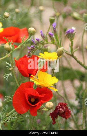 Marguerites Crown et coquelicots Banque D'Images