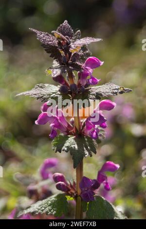 Vu Dead-Nettle Banque D'Images