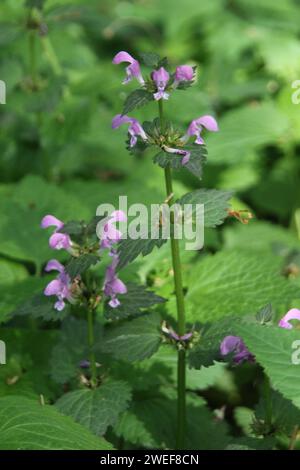 Vu Dead-Nettle Banque D'Images