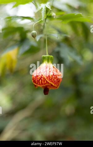 Abutilon pictum - veine rouge mauve indienne. Banque D'Images